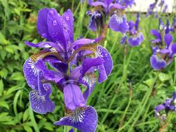 garden beautiful flowers