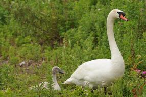 Swan Parent Child