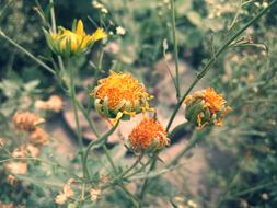 yellow flowers in the leaves