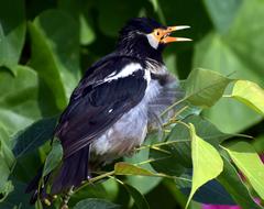 Pied Myna Bird Orange Beak Asian