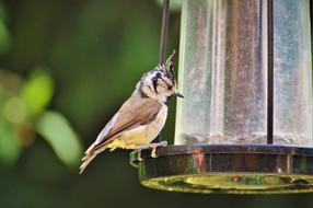 Crested Tit Bird