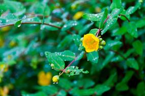 yellow flowers in dew drops