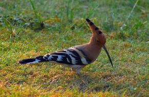 Hoopoe Bird Douchiphat Crown