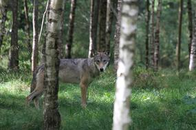 Wolf Forest Animal