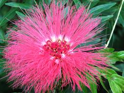 unusual flower in the leaves