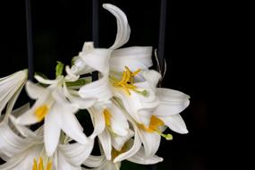 Lily Flower Blossom