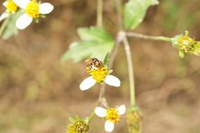 insect sits on a white flower