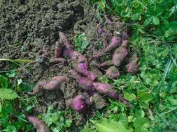 raw vegetables in the ground