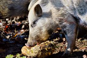 Pot Bellied Pig Sow