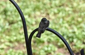 Fledgling Eastern Phoebe Tyrant
