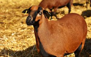 brown sheep on hay in paddock, wildpark poing