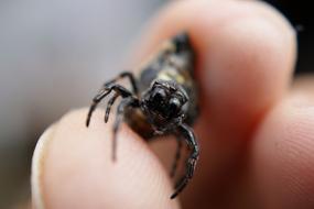 insect in human hands
