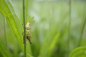 grasshopper crawling on the grass