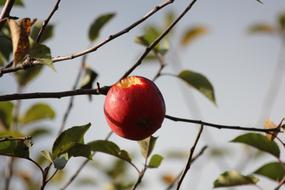 red apple on a branch on a blurred background