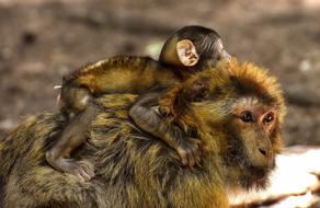 Beautiful and colorful, fluffy ape with the baby monkey, at blurred background