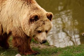 bear by the green lake