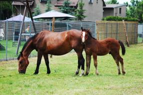 Mare Offspring The Horse