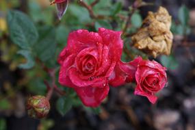 red roses on a branch in a bush