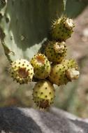 green fruits on the foliage