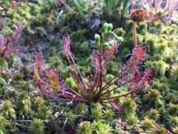 wild plants in the ground