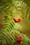 red berries on the leaves