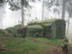 forest rock tree nature view