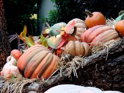 ripe pumpkins in the hay