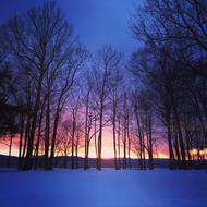 trees with a blue sky sunset