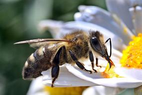 Bee Macro Close Up