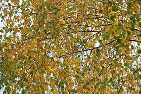 Birch Firs Autumn
