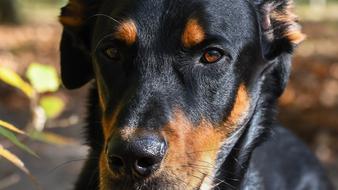 Closeup view of Dog Beauceron Animal