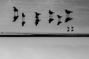 Crow Photography Bird