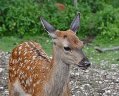 a cute deer in spots