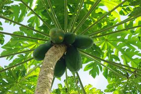 Tree Plant Papaya