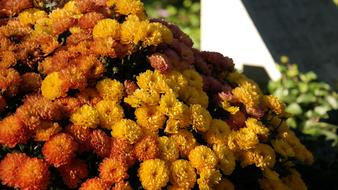 Floral Fall Orange