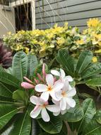 white flowers on the leaves