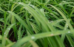 Grass Drops Dew
