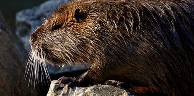 Nutria Water Rat