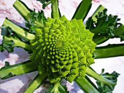 green artichoke tasty