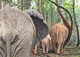 Elephant Pachyderm Safari