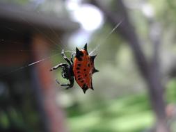 scary bug in the web