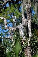 Wood Stork Bird Wildlife