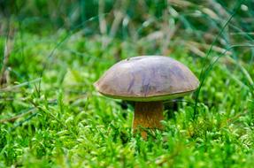 big mushroom in green grass