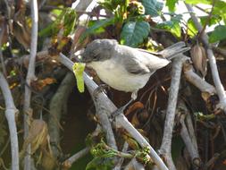 cute bird on a branch