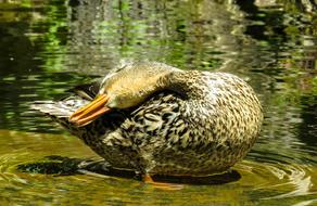 Animal Duck Water Bird