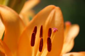 a big orange macro flower
