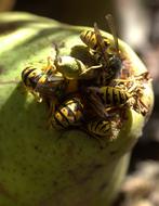 bees on a pear tree