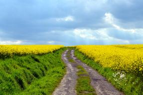 Field Of Rapeseeds Lane Landscape