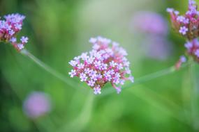 Purple Flower Green