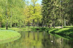 Green Tree Water